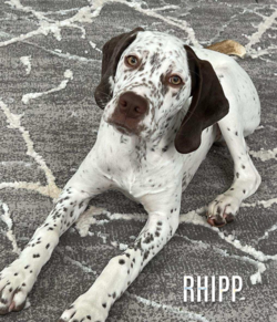 french pointers for sale near me oklahoma