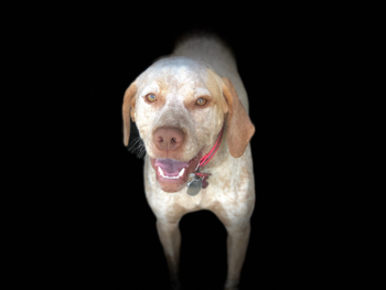 gundog breeders south dakota