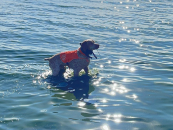 gundog puppies for sale navhda