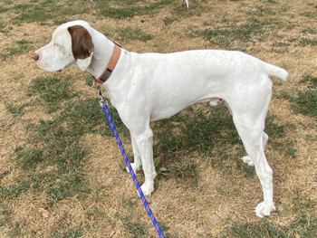 gundog puppies for sale
