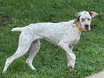 gundogs Bourbonnais Pointing Dog