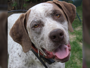 gundogs Braque Bourbonnais for sale