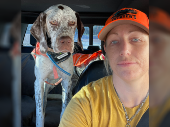 gundogs French Pointer
