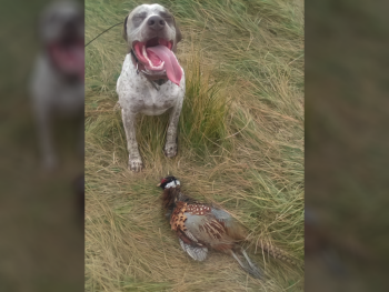 gundogs French Pointing Dog for sale
