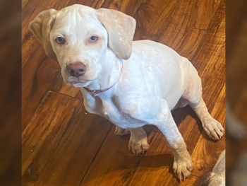 gundogs birddogs breeders puppies for sale