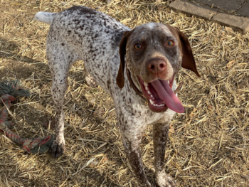 pointer hunting dog breeder kennel