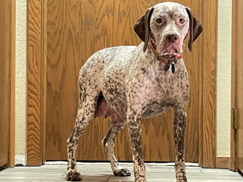 hunting dog puppies for sale AKC