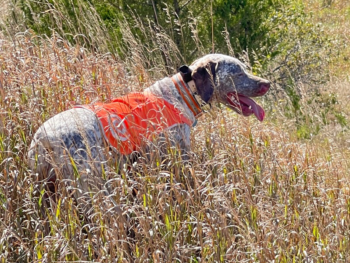 hunting dog puppies for sale near me navhda