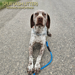 liver ticked french pointer puppies for sale neae me colorado