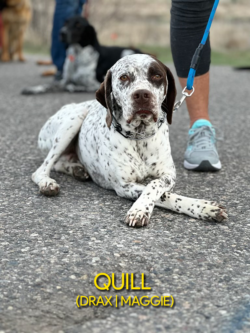 liver ticked french pointer puppies for sale neae me montana