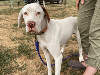 liver ticked pointer gundog