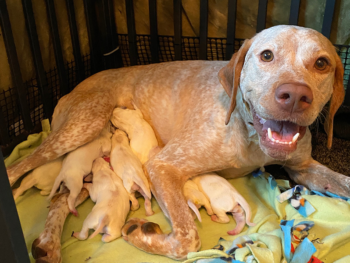 navhda registered pointers for sale