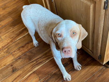 pointer dogs for sale breeders