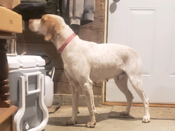 pointer dogs for sale breeders puppies