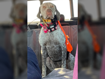 pointer puppies for sale