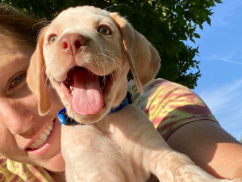 pointer puppies for sale
