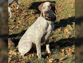 pointers Bourbonnais Pointing Dog