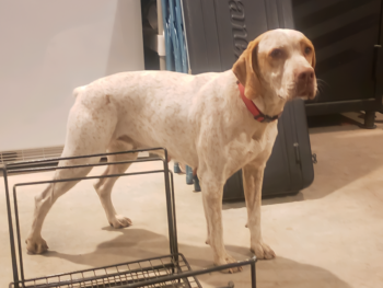 pointers dogs for sale breeders puppies