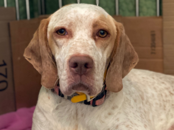 puppies Bourbonnais Pointer for sale