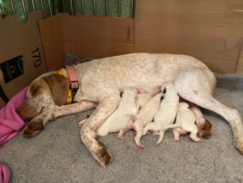 puppies French Pointer for sale