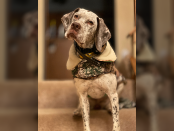 puppies French Pointer