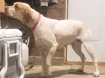 puppies French Pointers for sale