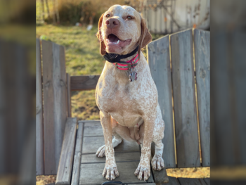 purebred birddog breeders