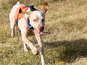 purebred gundog breeders