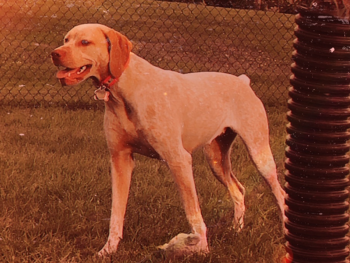 purebred gundog breeders