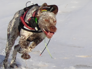 south dakota braque du bourbonnais gundog breeders