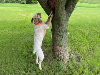 trained birddogs for sale