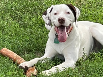 A cell phone picture of a Bourbonnais Pointing Dog chewing on a stick