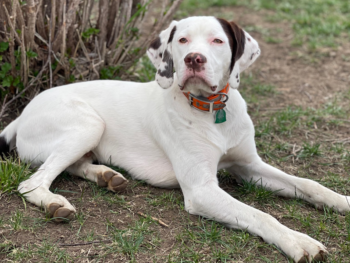 A rare breed of Bourbonnais Pointing Dog looking at the camera with a very regal expression