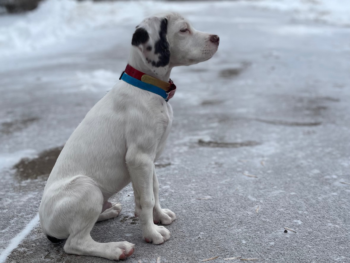 a Bourbonnais Pointing Dog playing in the snow on a cold winter day