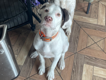 a Bourbonnais Pointing Dog puppy with it's furry friend begging for a treat