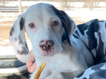 a beautiful liver ticked Bourbonnais Pointing Dog sitting in the lap of it's human, gazing at the camera