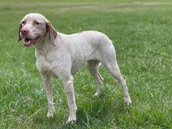 braque du borbonnais french pointer puppies for sale near me south dakota
