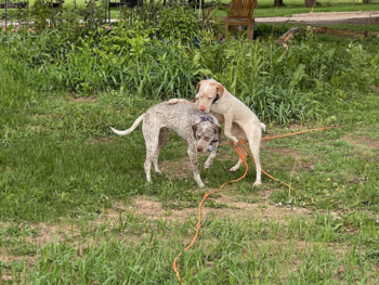 full blooded pointer hunting dog puppies for sale near me