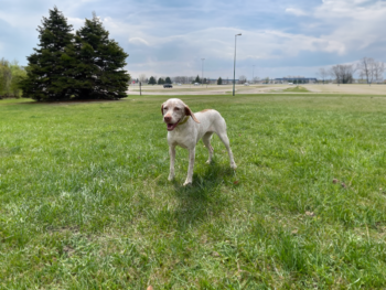 purebred hunting dog litters champions navdha