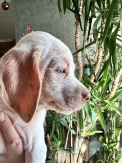 bird dog puppies for sale
