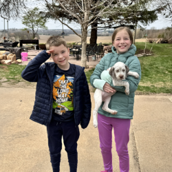 bird dogs hunting dogs gun dogs for sale near me noth dakota braque du bourbonnis french pointers puppy