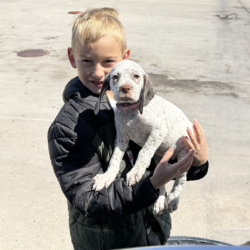 french pointer gundog puppies for sale near me south dakota
