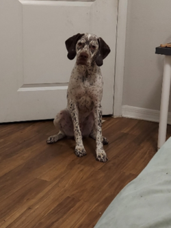 french pointer puppies for sale near me oklahoma