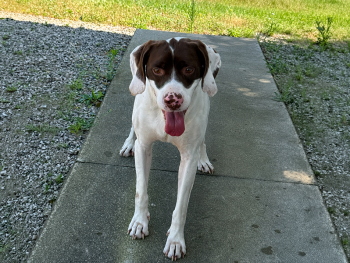 Pete is a liver Braque Du Bourbonais French Pointer stud dog with a naturally short tail