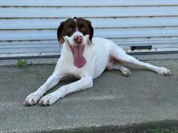 Pete is a liver and white Braque Du Bourbonais BDB Pointer stud dog with a naturally short tail