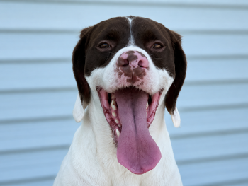 Pistol Pete des Mordorées du Jorat is a Braque du Bourbonnais French Pointing dog owned by Sioux Ridge Pointers in South Dakota