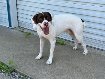 Pistol Pete of the Mordorées of Jorat is a Braque du Bourbonnais BDB Bourbonnais Pointer owned by Sioux Ridge Pointers Pointer gundog breeders in South Dakota